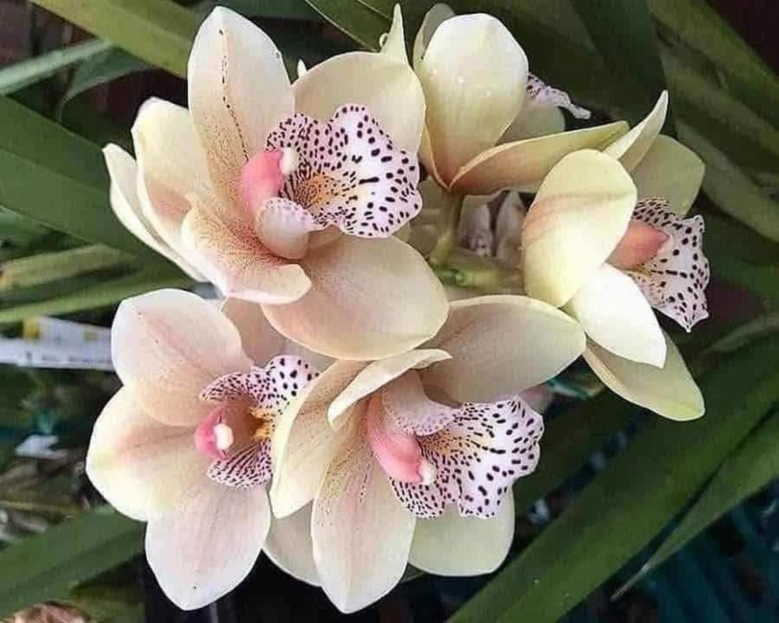 Magic Flower Rooms Cahuita Eksteriør billede